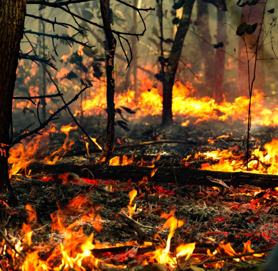 Fires ravaging the Amazon