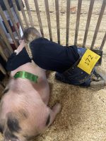 2022 County Pig Show